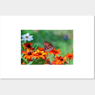 Gulf Fritillary On Zinnia Posters and Art